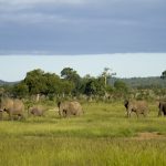 Elephants in Mikumi National Park